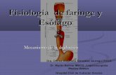Fisiología  de faringe y esófago