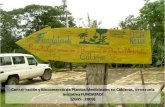 Fundatadi: Conservación y biocomercio de plantas medicinales en Calderas, Venezuela