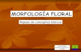 Morfolog­a floral