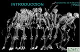 Introduccion-AnaToMia De CoLumNa y PeLviS (Quiropractica/UNEVT)