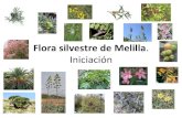 Flora Silvestre De Melilla. IniciacióN