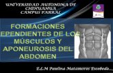 Formaciones dependientes de los músculos y aponeurosis del