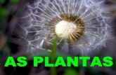 Plantas xeral-primaria-131215145439-phpapp02