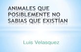 Animales Que Posiblemente No Sabias Que Existían, Luis Velasquez