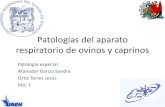 Patologías del aparato respiratorio de ovinos y caprinos