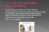 Vetiver de  colombia - portafolio