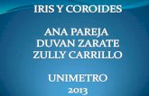 Iris coroides