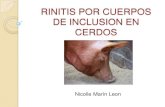 Rinitis por cuerpos de inclusion en cerdos