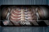 Presentación torax