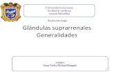 Glándulas suprarrenales equipo 5 generalidades2