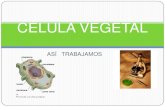 Célula vegetal 6 to "C" San José