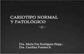 Cariotipo normal y patológico