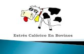 130295429 estres-calorico-en-bovinos-1