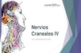 UVM Sistema Nervioso Sesion 16 Pares Craneales IV