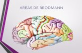 Korbinian Brodman 52 areas del cerebro