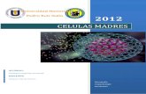 Monografia celulas madres