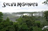 Selva misionera-Dante-Roman-Lucia
