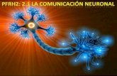 La Comunicación Neuronal