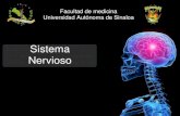 Histologia: Sistema nervioso