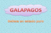 Fauna de galapagos