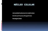 Nucleo celular[1]