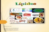Clasificación de lípidos, Síntesis de Colesterol y Derivados del colesterol