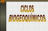 Ciclos biogeoquímico