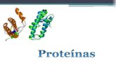 4. proteinas y rer