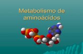 Metabolismos de aminoacidos