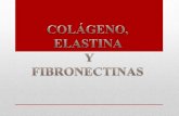 Colágeno, elastina y fibronectinas