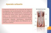 Anatomía y fisiología del sistema urinario