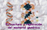 Estructura y replicación del material genético