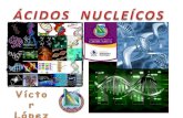 Exposición ácidos nucleicos
