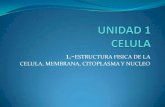 Unidad 1 celula