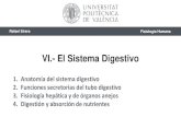 Sistema Digestivo. Anatomía y Fisiología del Tubo Digestivo