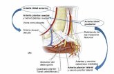 Arterias y venas del pie