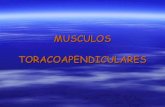 ANATOMIA MUSCULOS TORACOAPENDICULARES