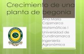 Crecimiento Planta De Begonia (Proyecto Matemáticas I)