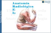Anatomía radiológica sistema musculo esquelético ii. eeii y cintura pelviana