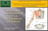 Antomia radiologica de la extremida superior