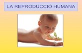 Reproducció humana p.point