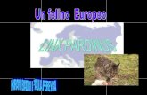 Felins europa linx