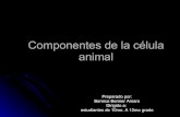 Los componentes de la Célula Animal