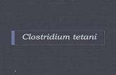 Clostridium tetani (2)