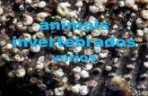 Animais invertebrados-varios