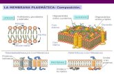 Membrana plasmática uniones intercelulares