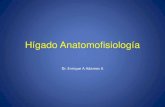 Conceptos básicos de anatomía y fisiología hepática