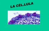 Presentació cèl.lules. Vedruna