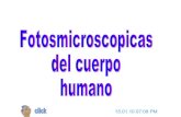 Fotos microscopicas del cuerpo humano