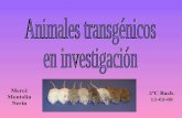 Animales transgénicos en investigación